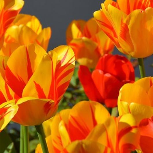 tulips-1261142__340.jpg